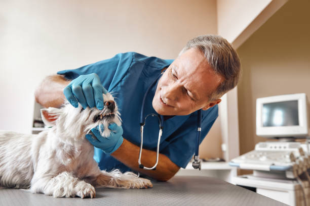 Best Emergency Dentist for Special Needs Patients in Mill Creek East, WA
